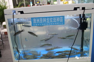 合肥漁博會盛況空前 近500家企業(yè)齊聚，亮點紛呈引領(lǐng)行業(yè)未來
